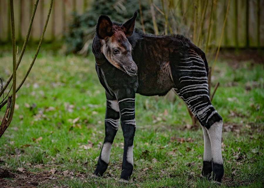 The rare okapi calf Nia Nia at Chester Zoo.