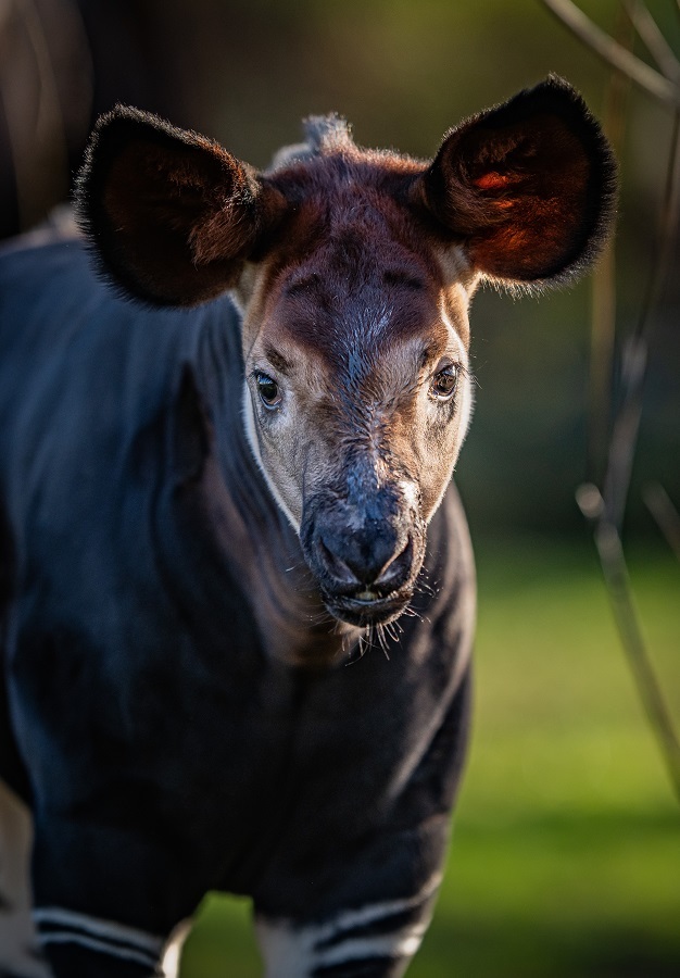 Kora, an incredibly special rare baby okapi, has taken her first outdoor adventure at Chester Zoo.