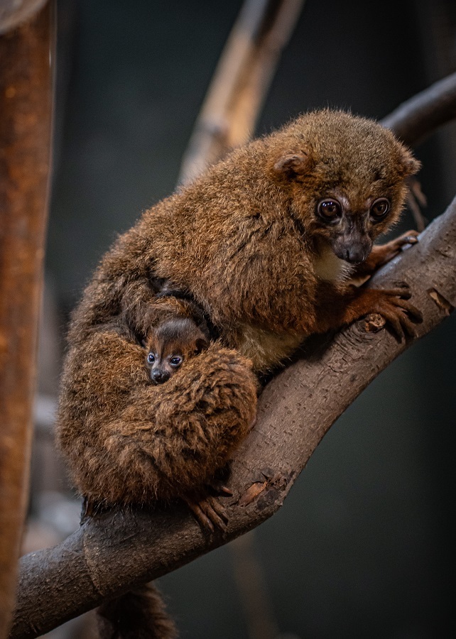 Twin red-bellied lemurs have been born at Chester Zoo.