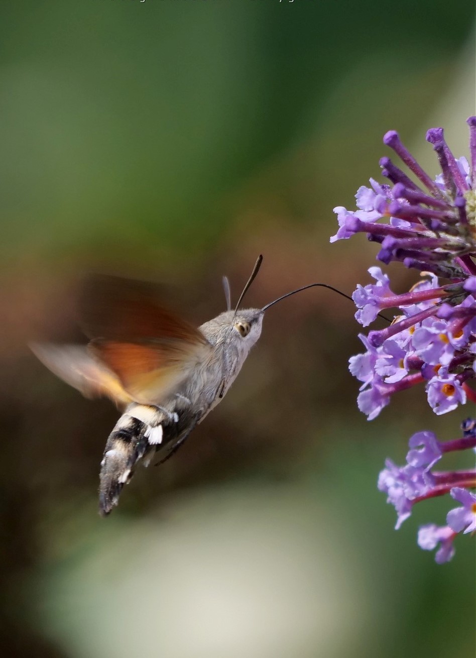 A humming bird hawk moth by Russell Dean