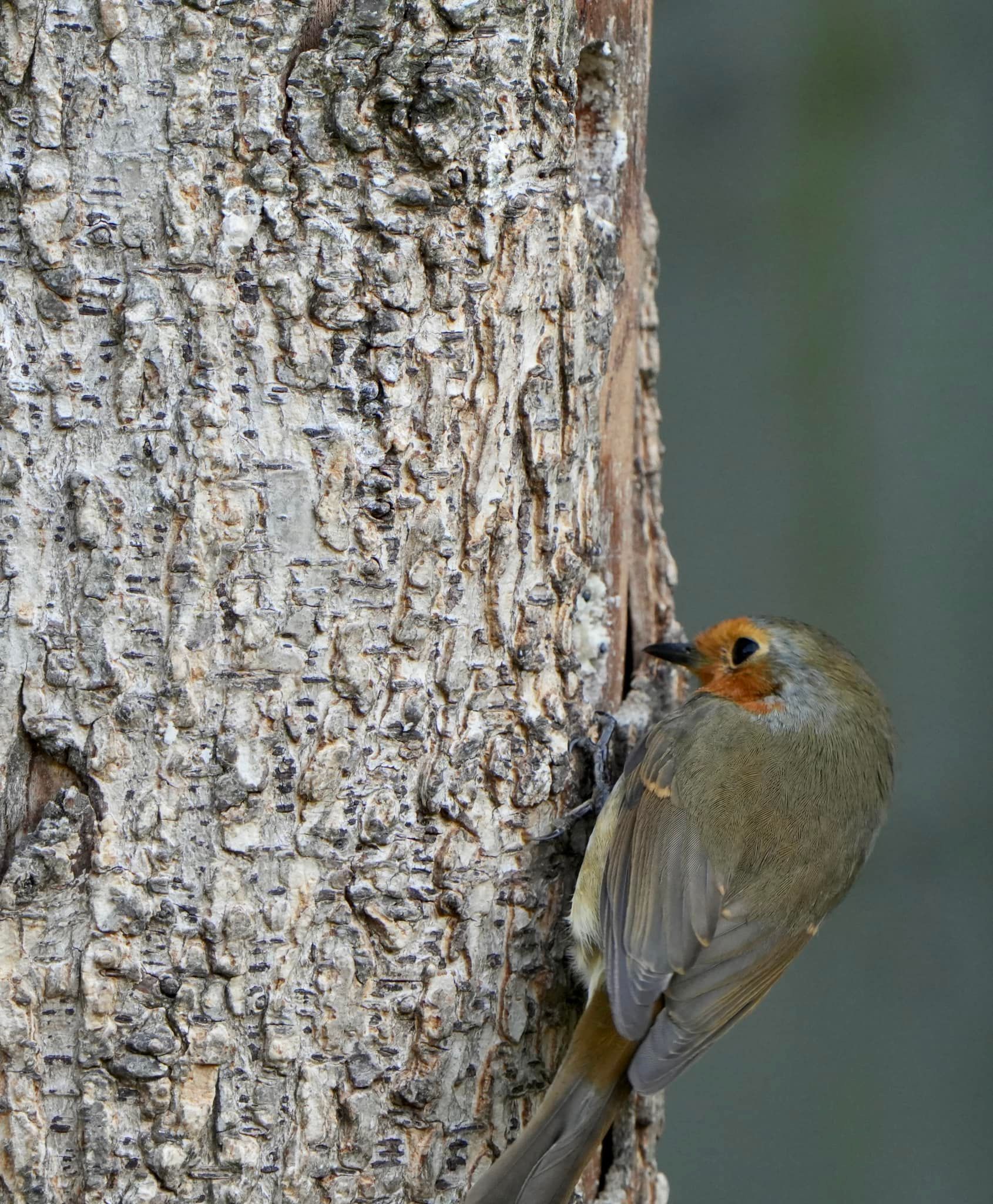 A robin thinking its a woodpecker by Andy Conboy