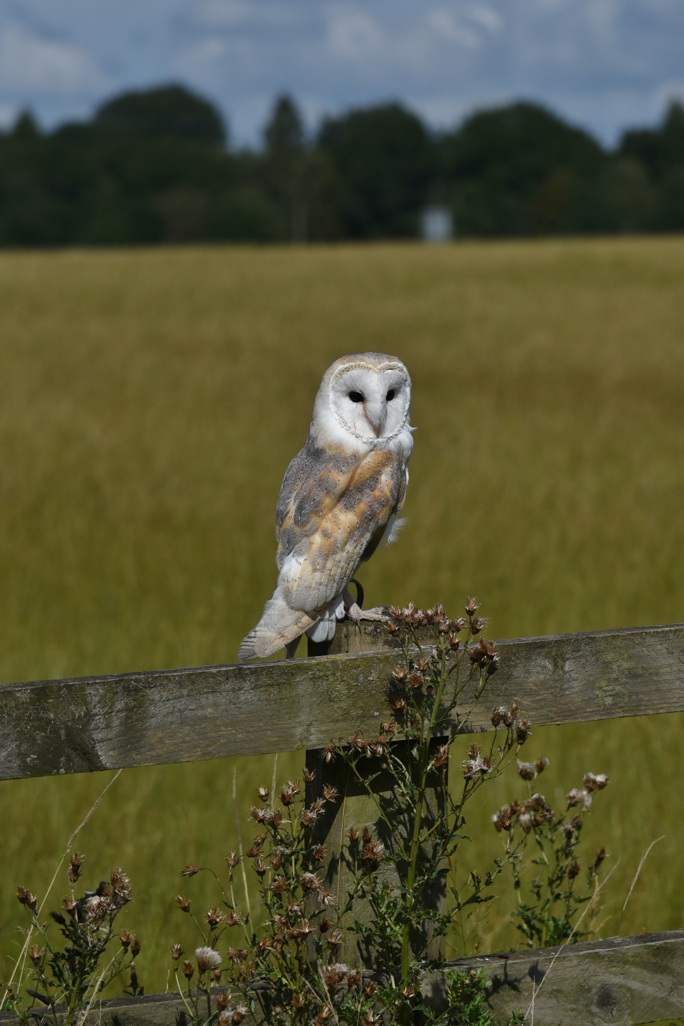 Im watching you by Michael Kay