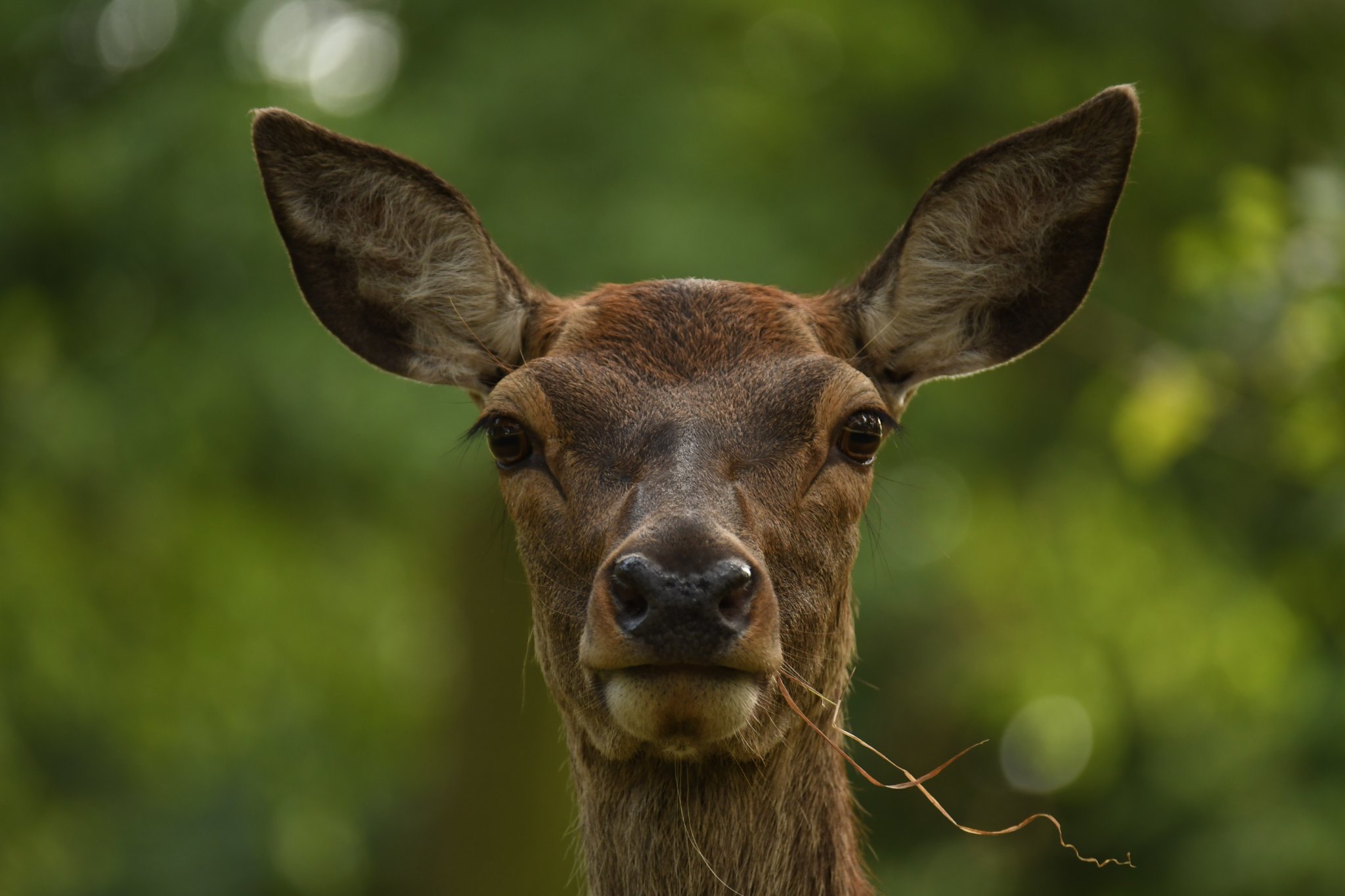 Red deer at Tatton Park by Paul Wright