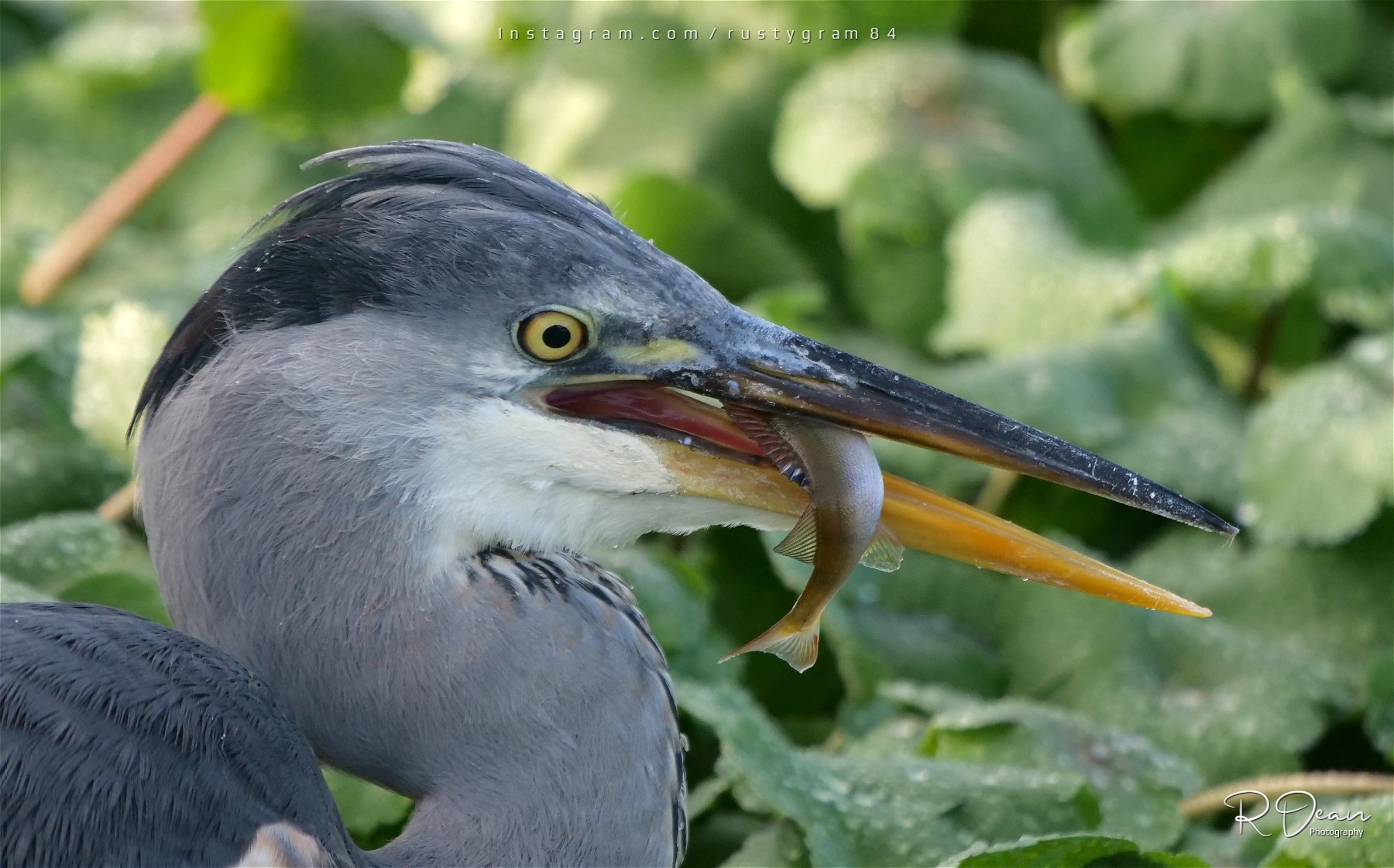 Breakfast time by Russell Dean