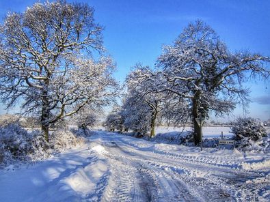 Reed Lane, Antrobus by Sue Lawless