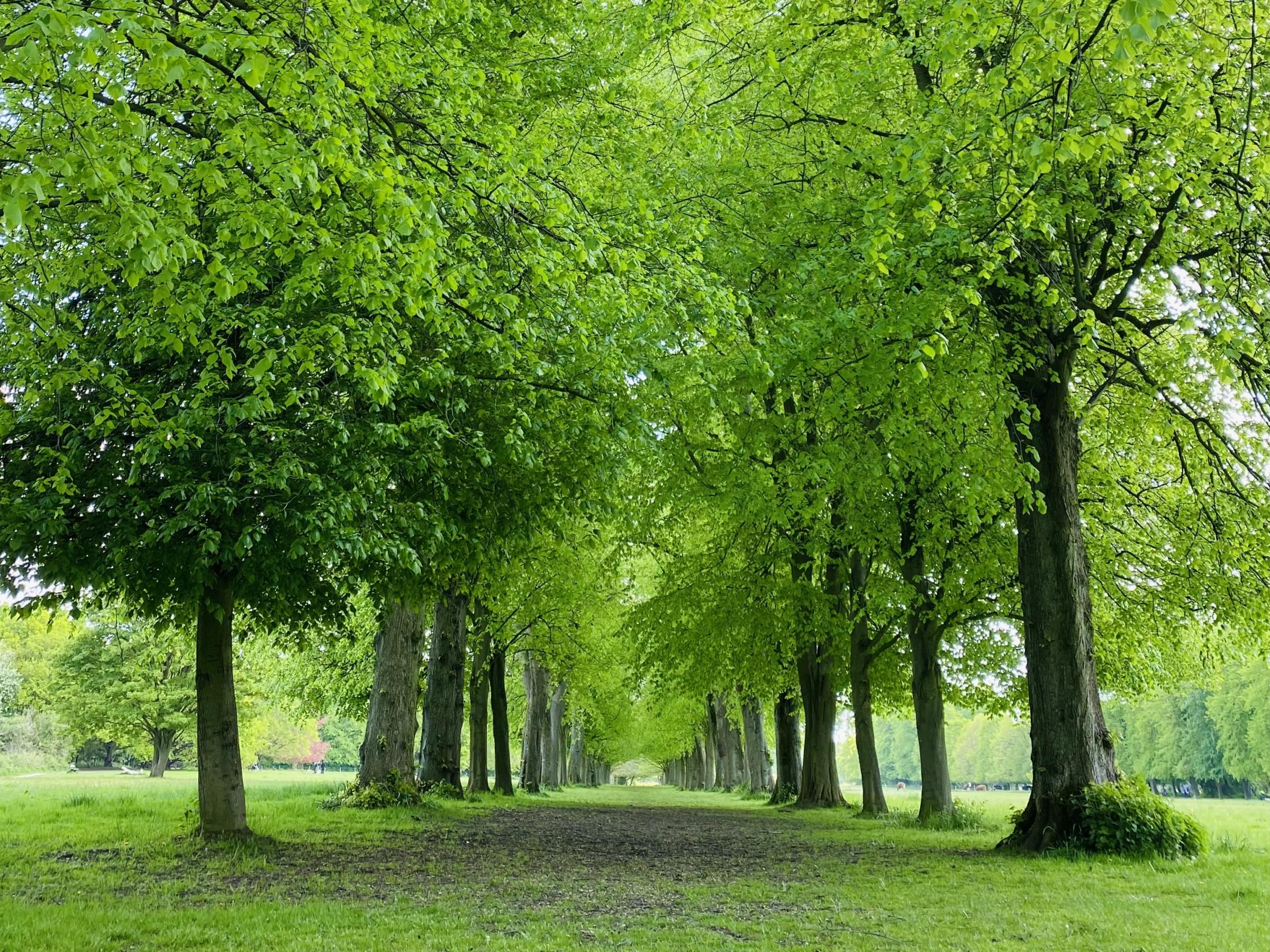 All the greens at Marbury Park