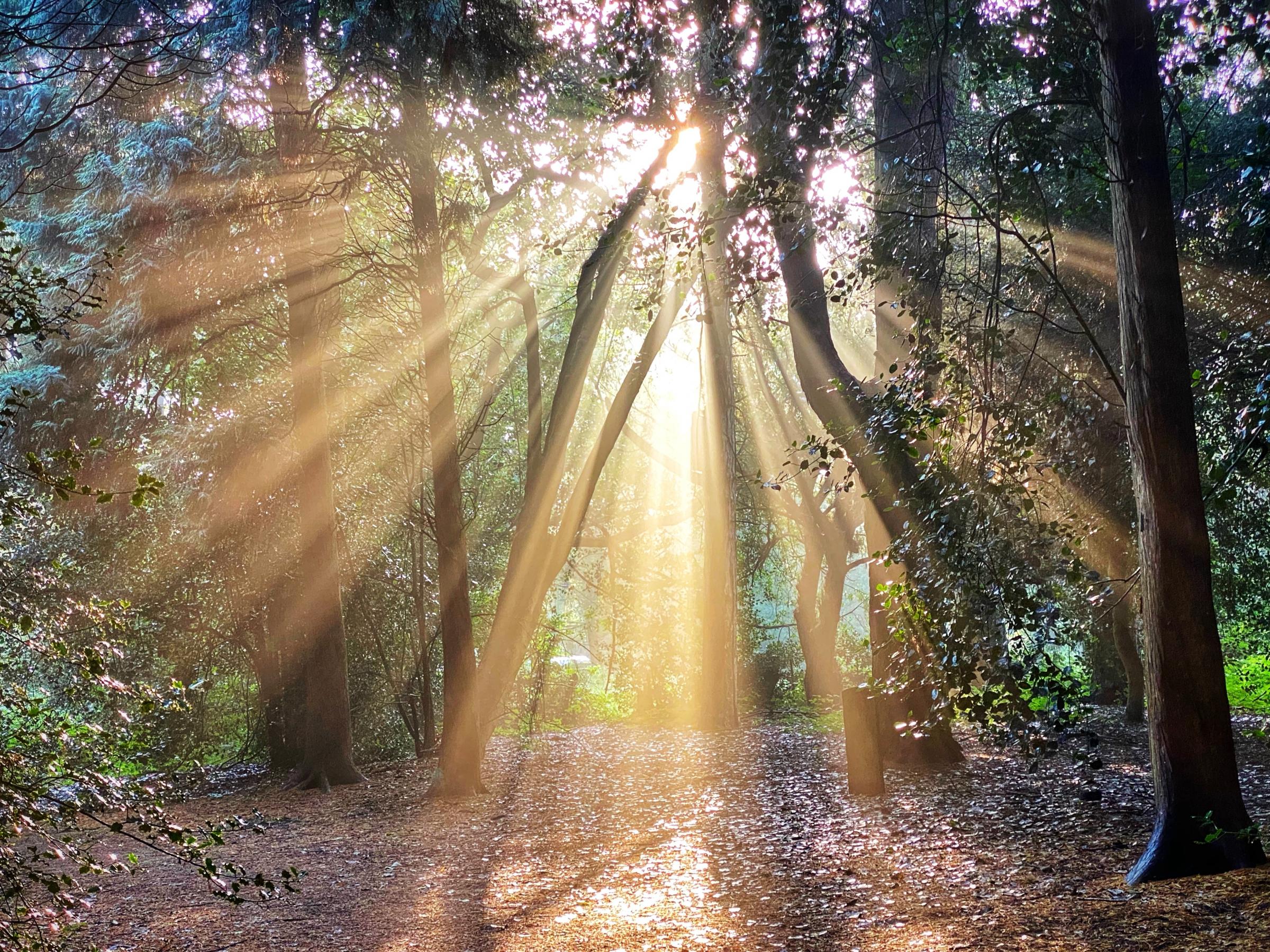 Sunlight through the trees