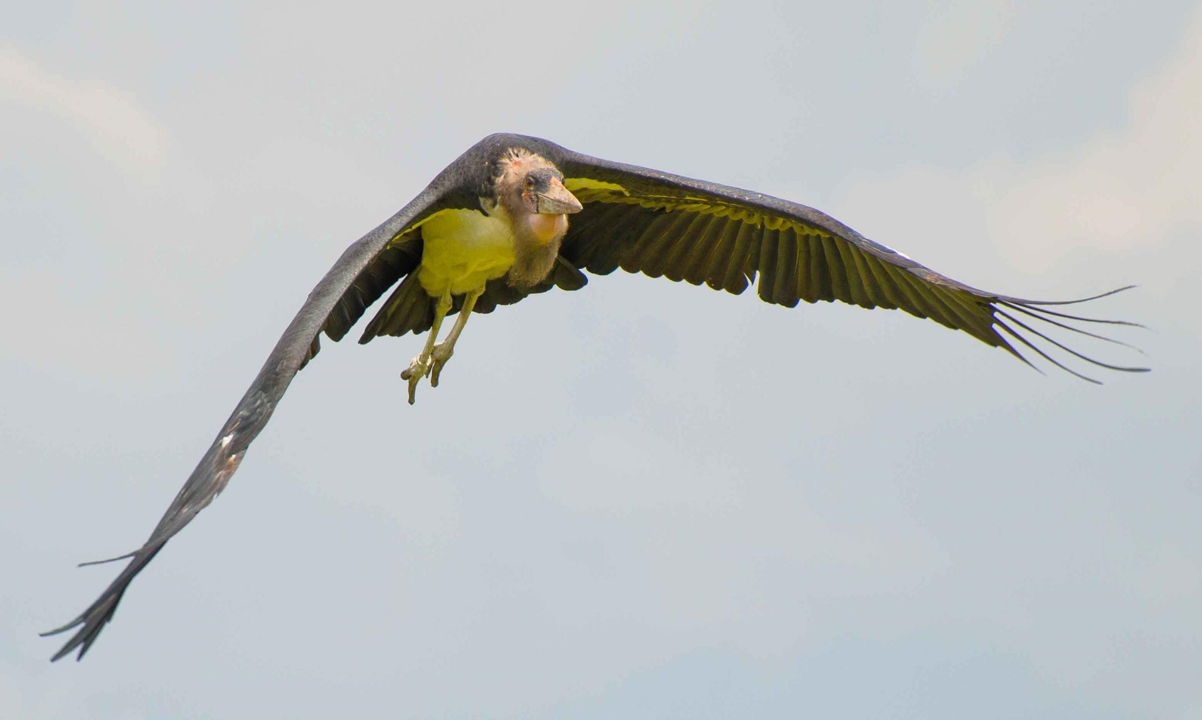 A stork in flight