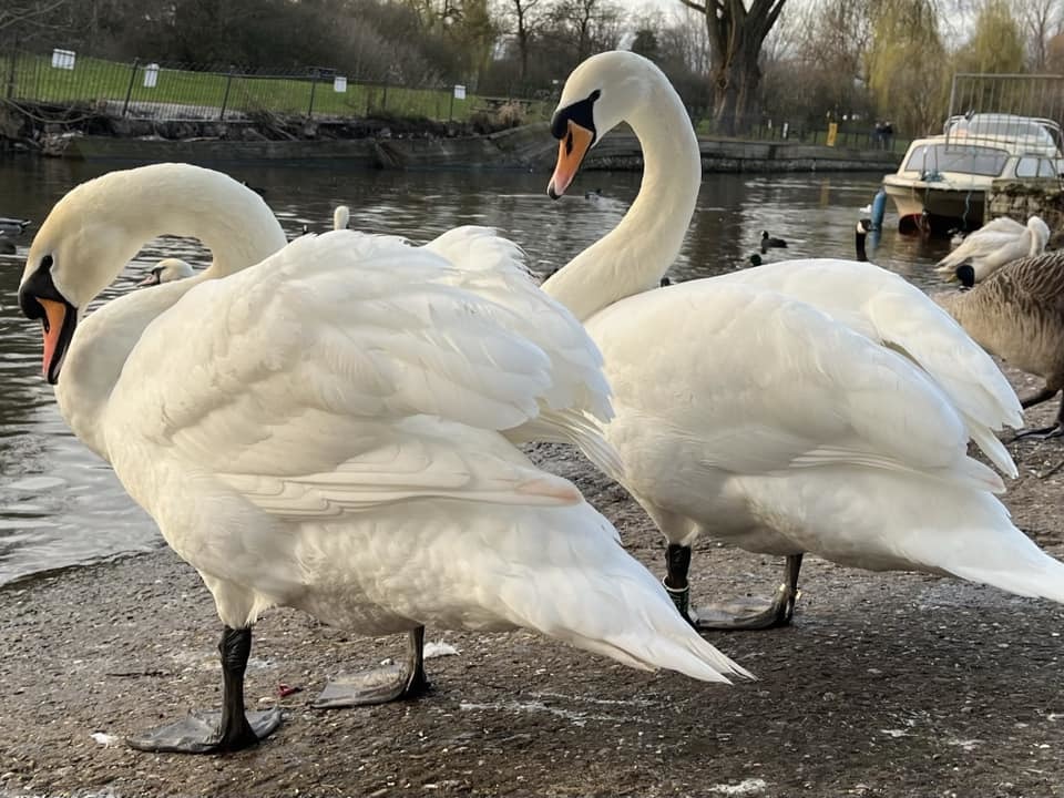 A breeding pair of mute swans by Eloise Pickering