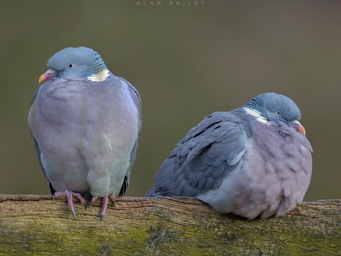 A pair of grumpy pigeons by Alan Bailey