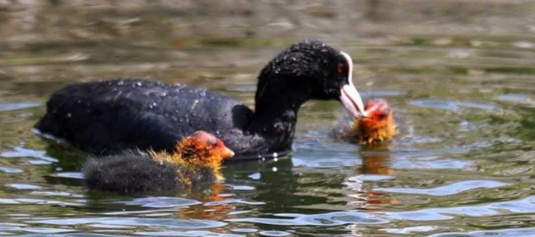 A couple of moorhen babies in Winsford by Donna Maria Long