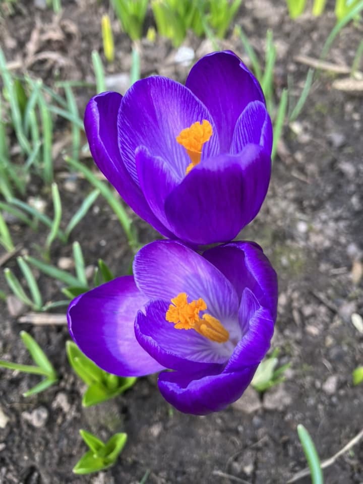 Two crocuses by Wendy Mahon