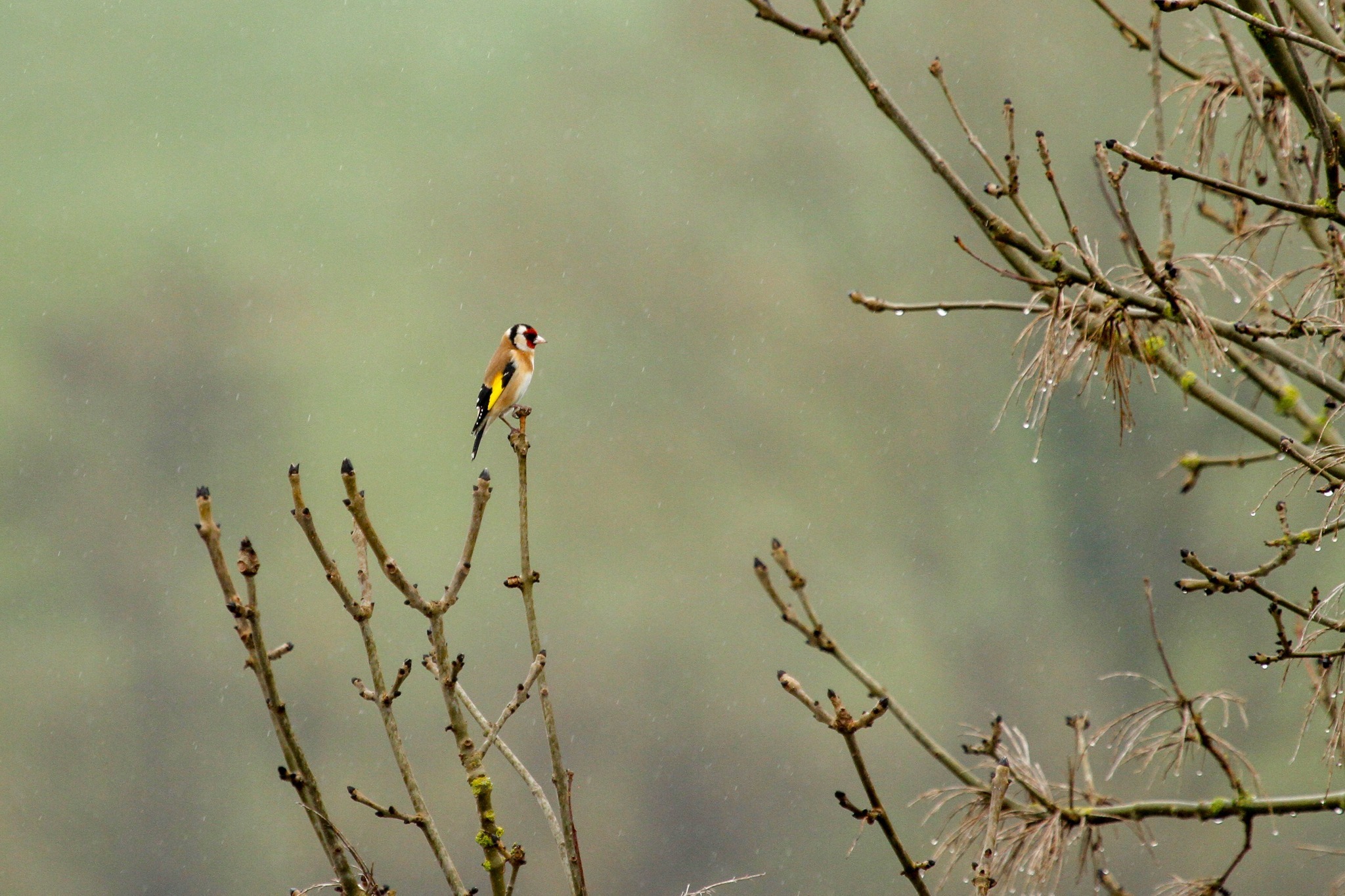 A soggy goldfinch on the Weaver by Heather Wilde