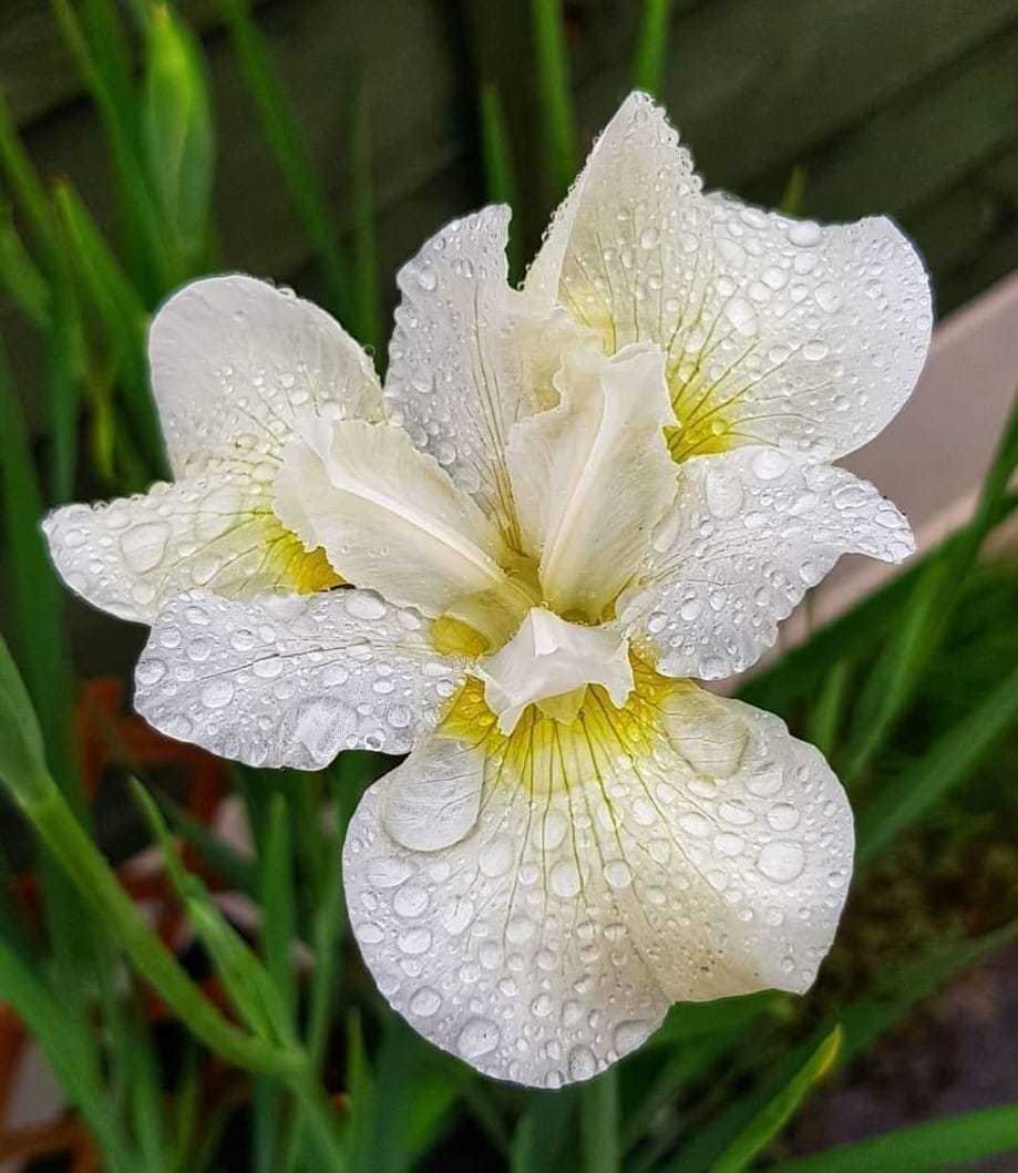 Raindrops on irises by Donna Maria Long