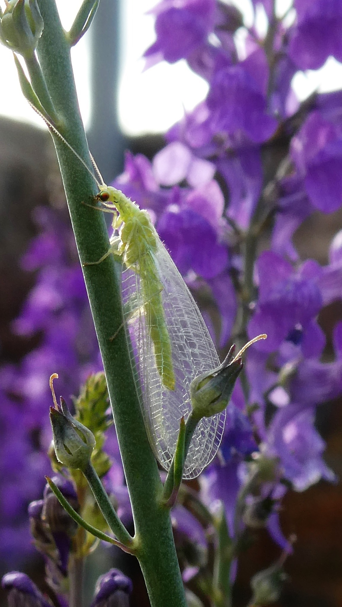 Lacewing on toadflax by Lynne Bentley