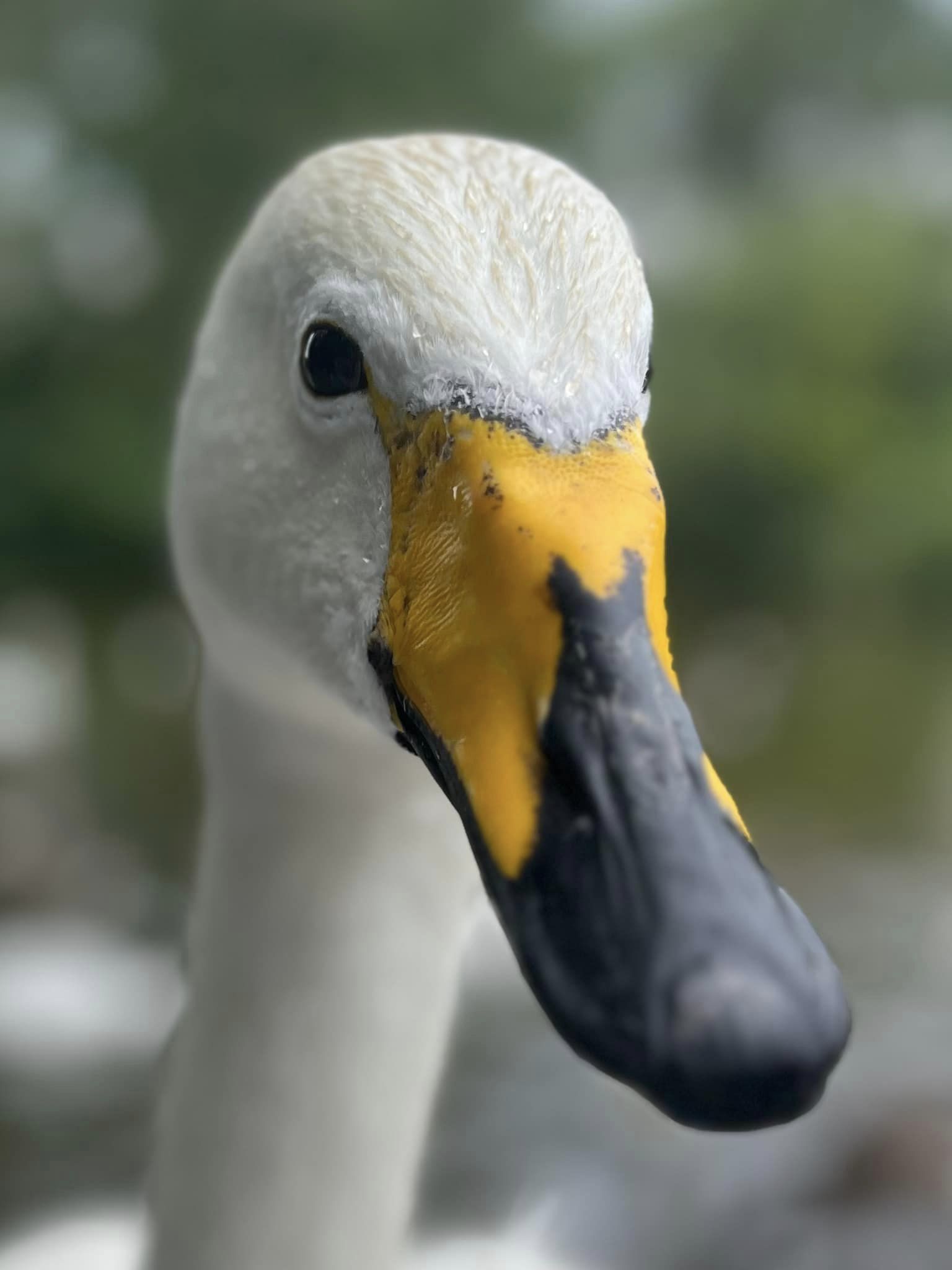 Whooper swan Wendy by Eloise Pickering