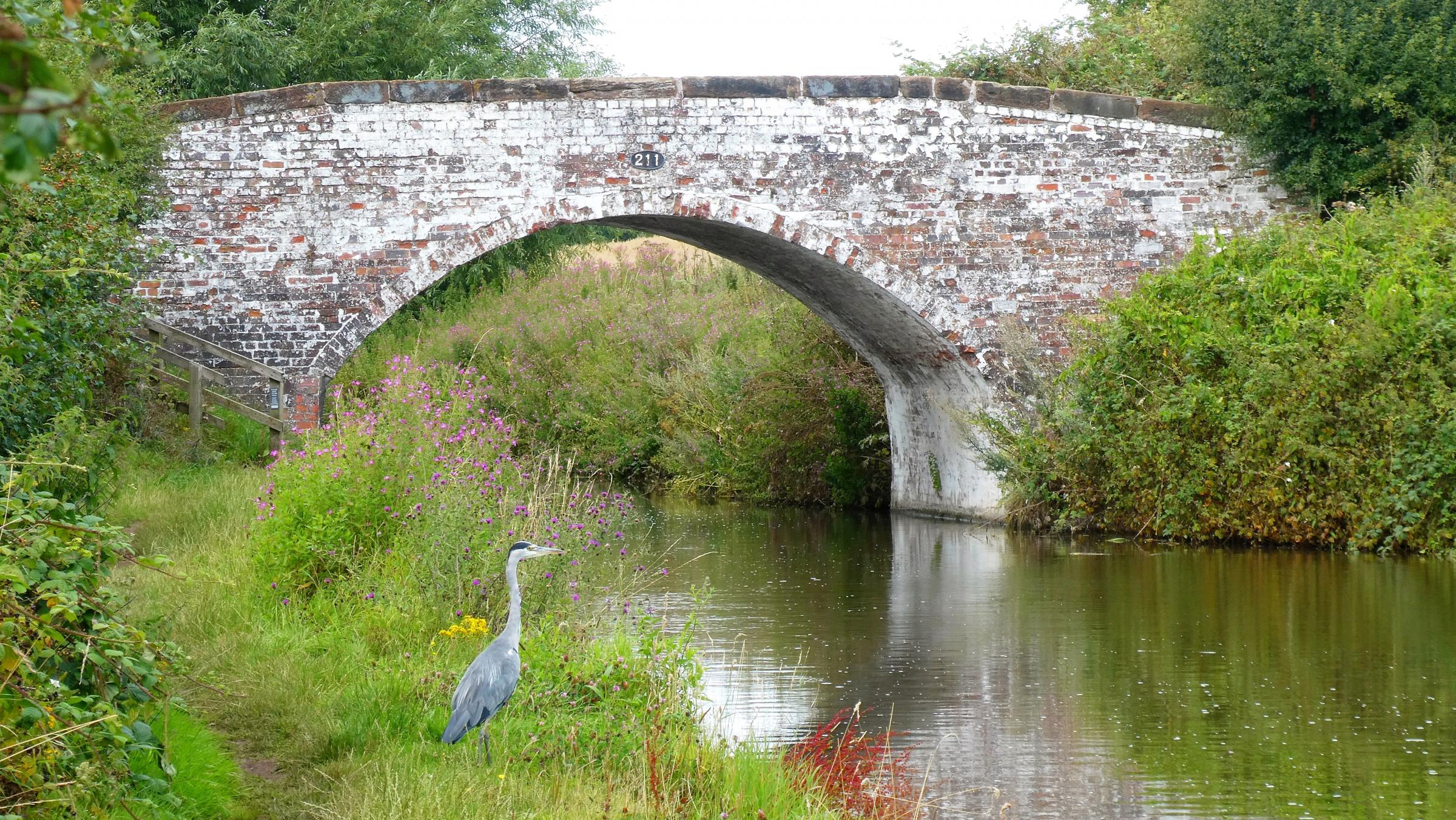 A heron sits waiting patiently by the Trent and Mersey Canal at Acton Bridge