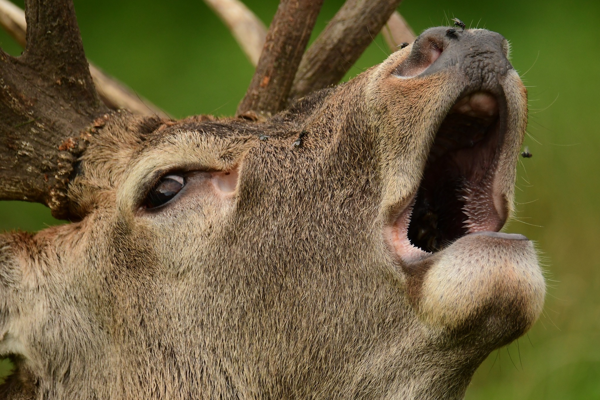 Fly catching at Tatton Park by Paul Wright