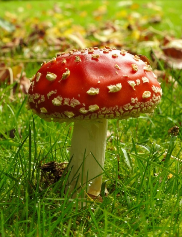 Fly agaric at Arley Hall