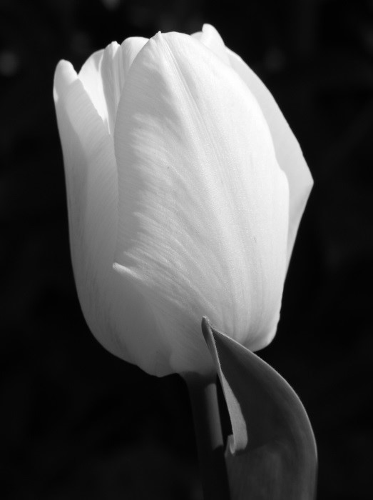 A tulip