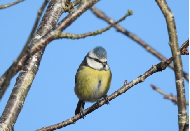 A bluetit in the back garden