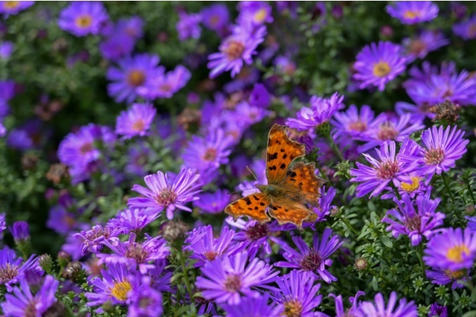 A comma butterfly in Winsford Town Park