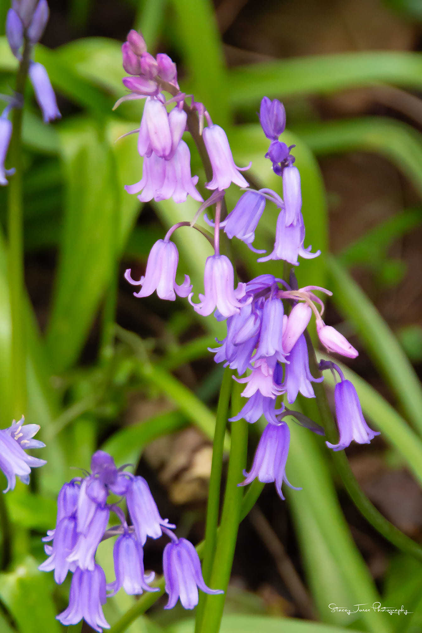 Beautiful bluebells by Stacey Jones