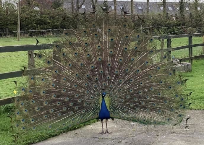 A Dutton peacock by Wendy Mahon