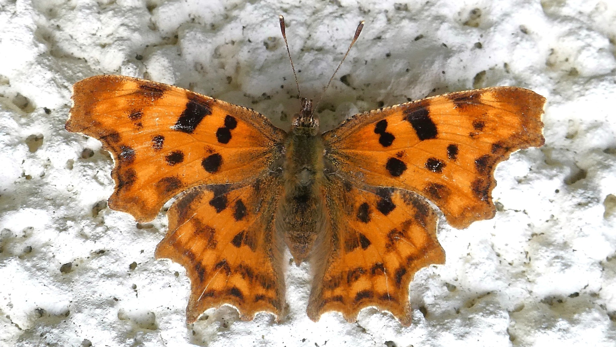 Comma butterfly by Lynne Bentley