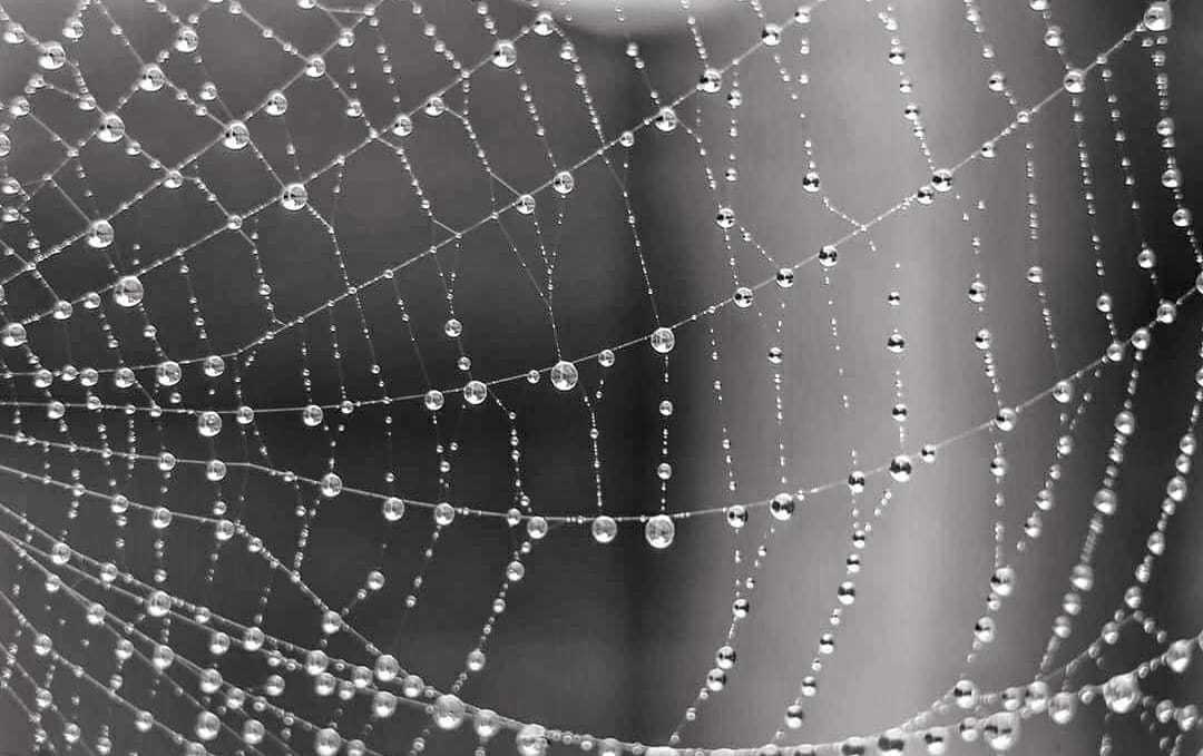 Monochrome cobweb by Donna Maria Long