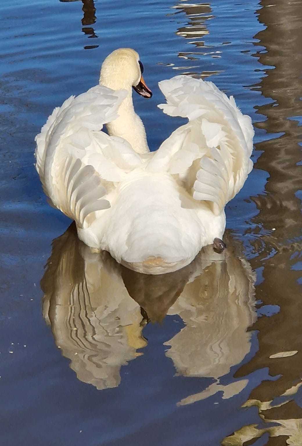 Swan on the river Weaver by Chalene Gibson