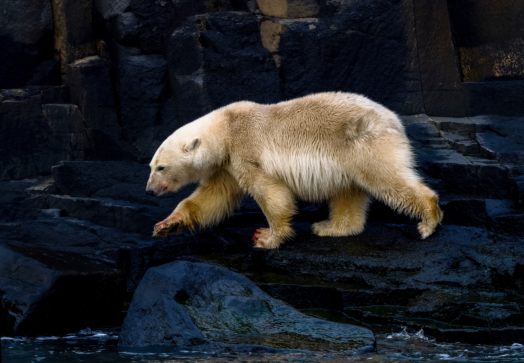 A polar bear on Svalbard