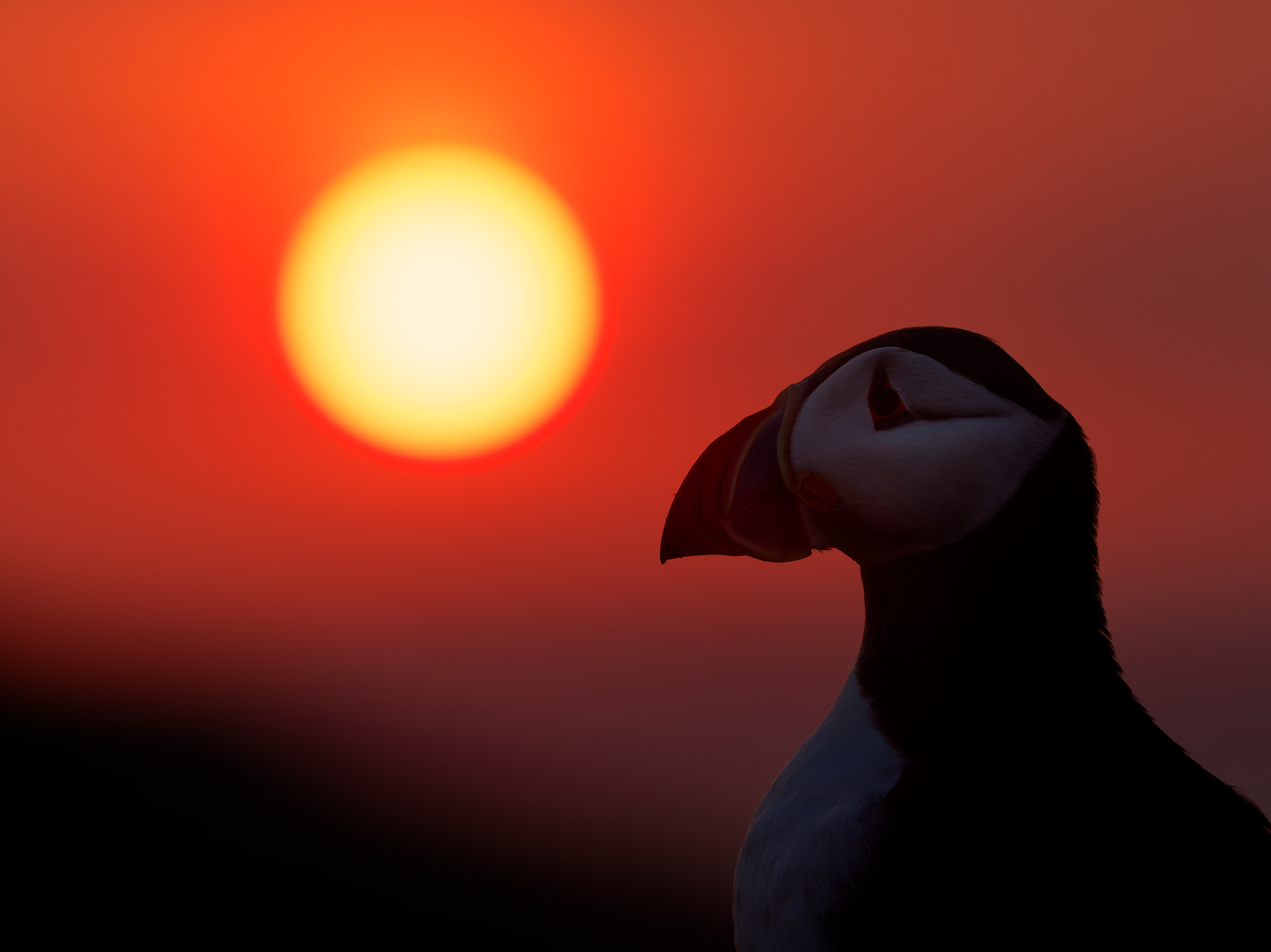 A puffin on Skomer Island in south Wales