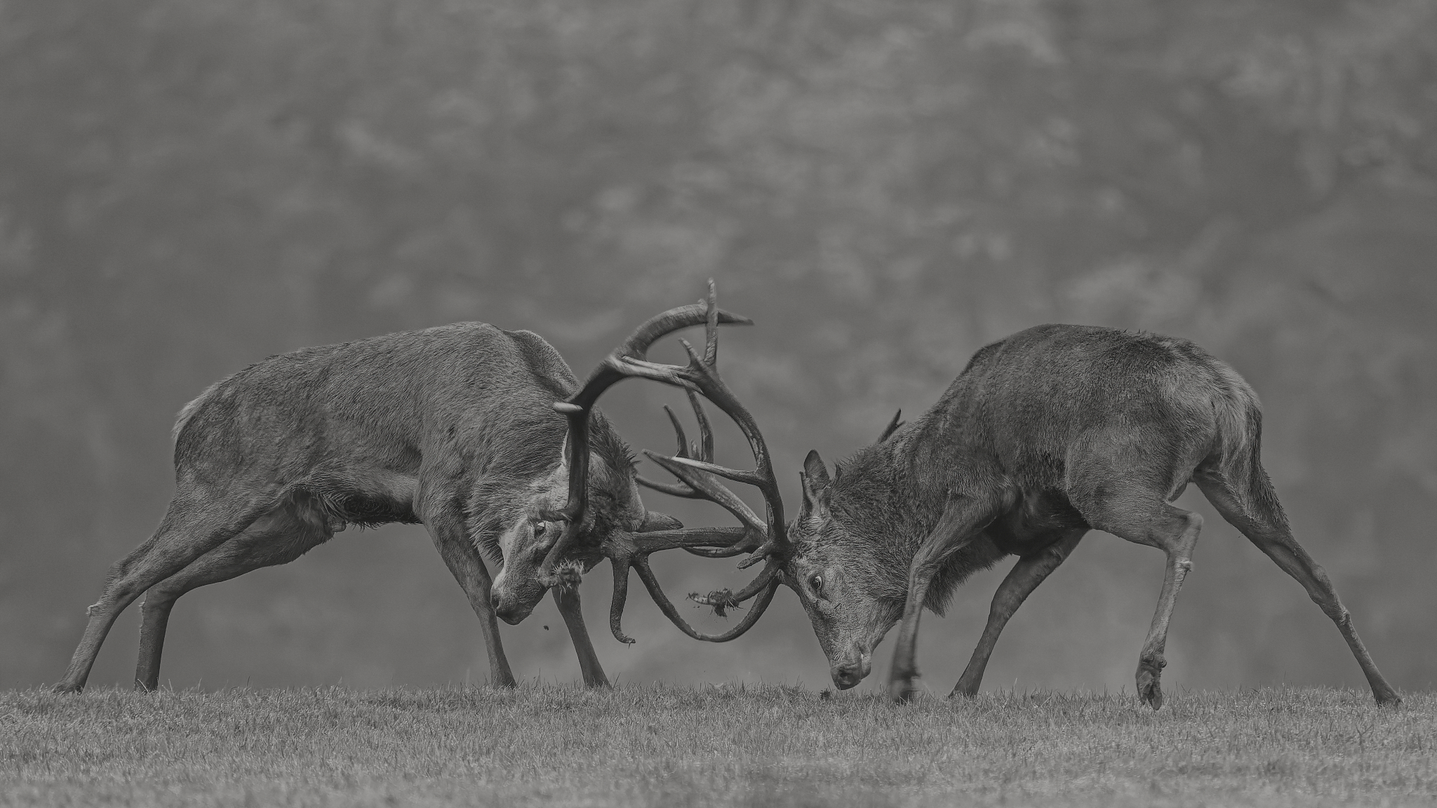 Deer at Tatton Park