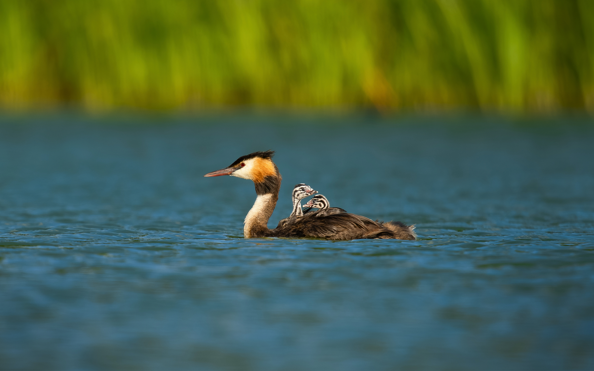 Great crested grebes at Tatton