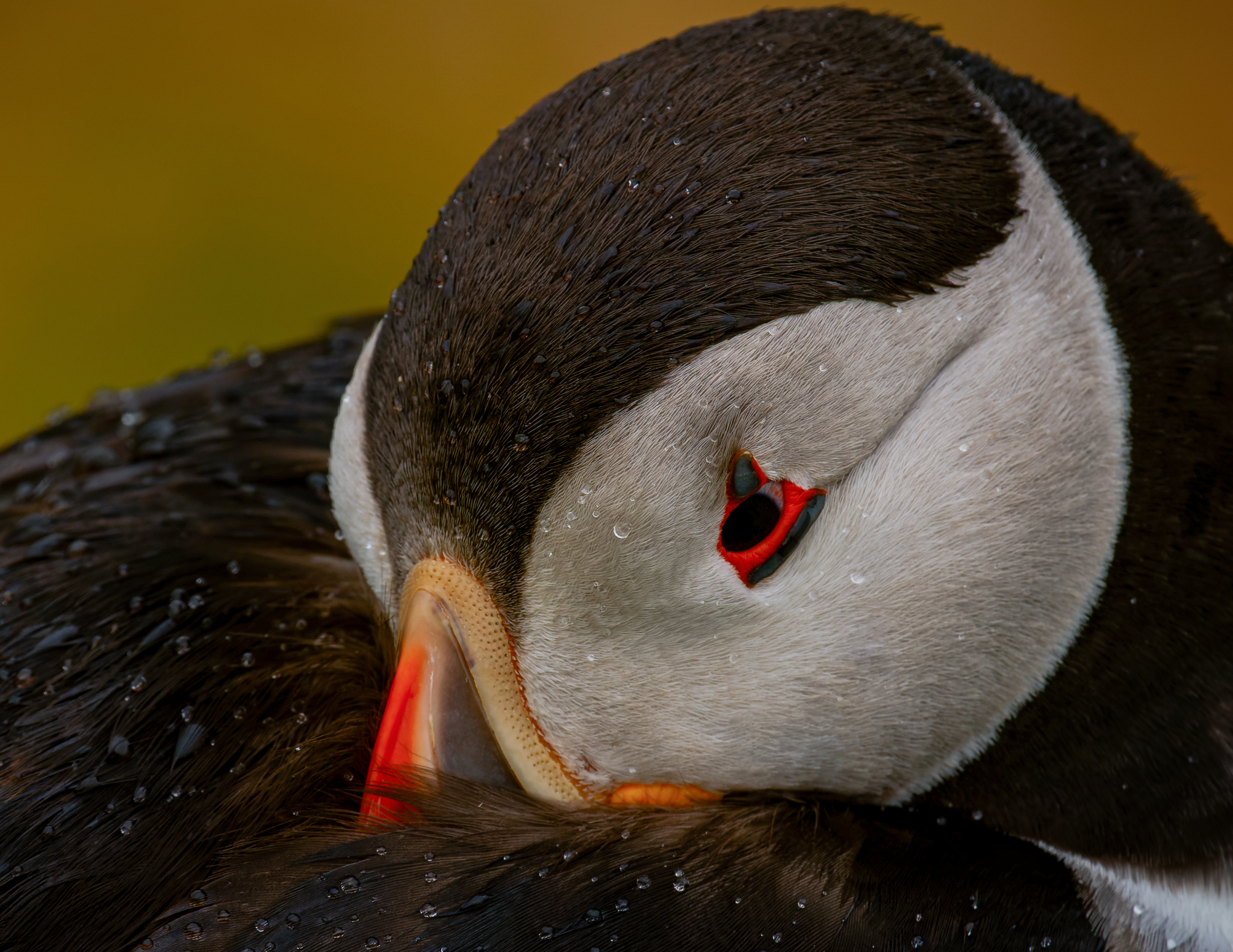 A puffin on Skomer Island