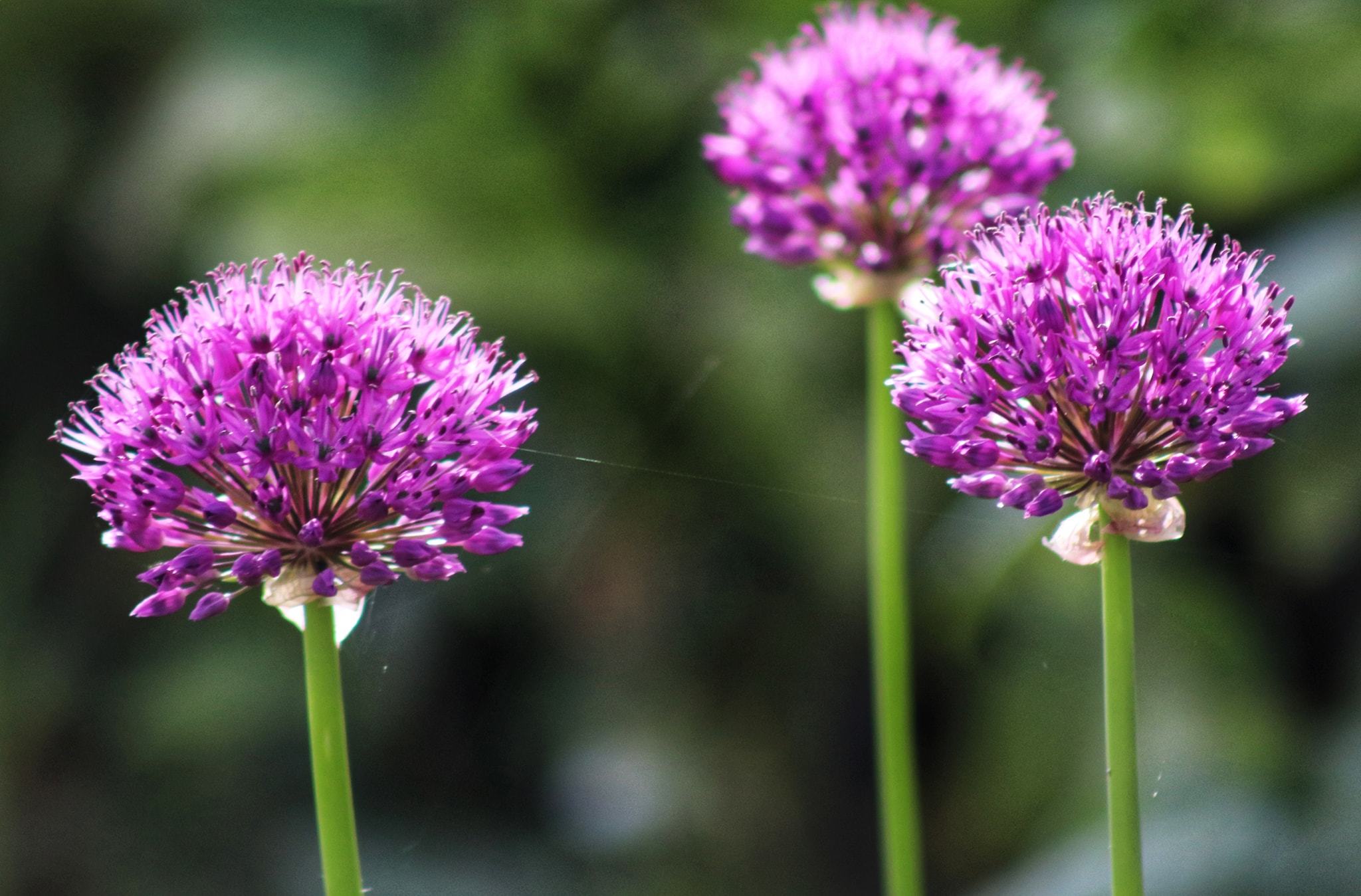 Alium in Barnton by Patricia Dyson