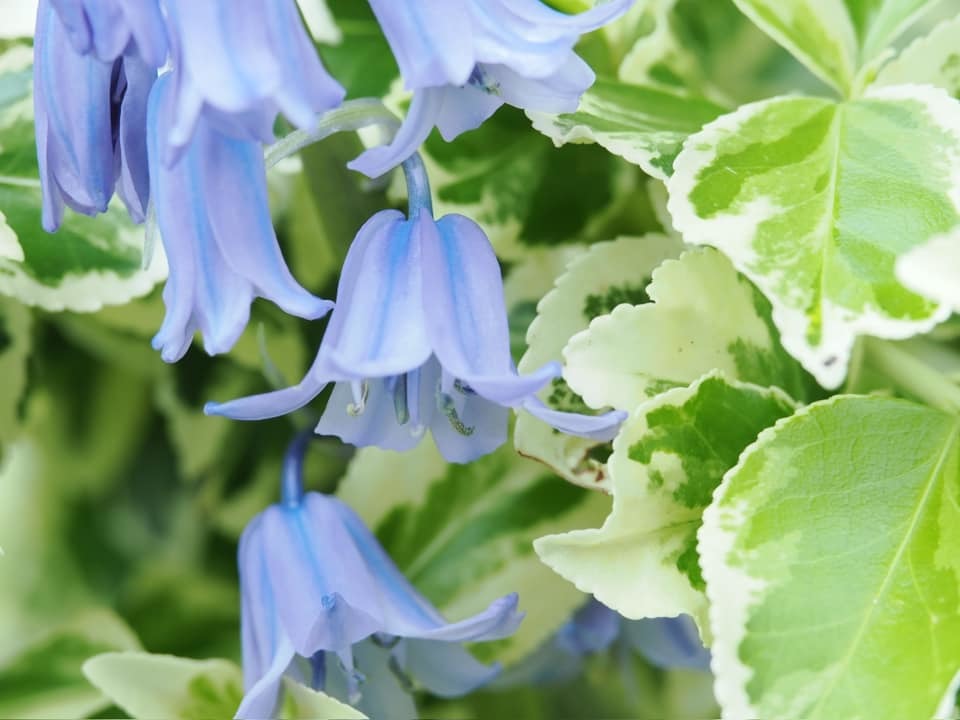 Bluebells in Comberbach by Andrew Pratt