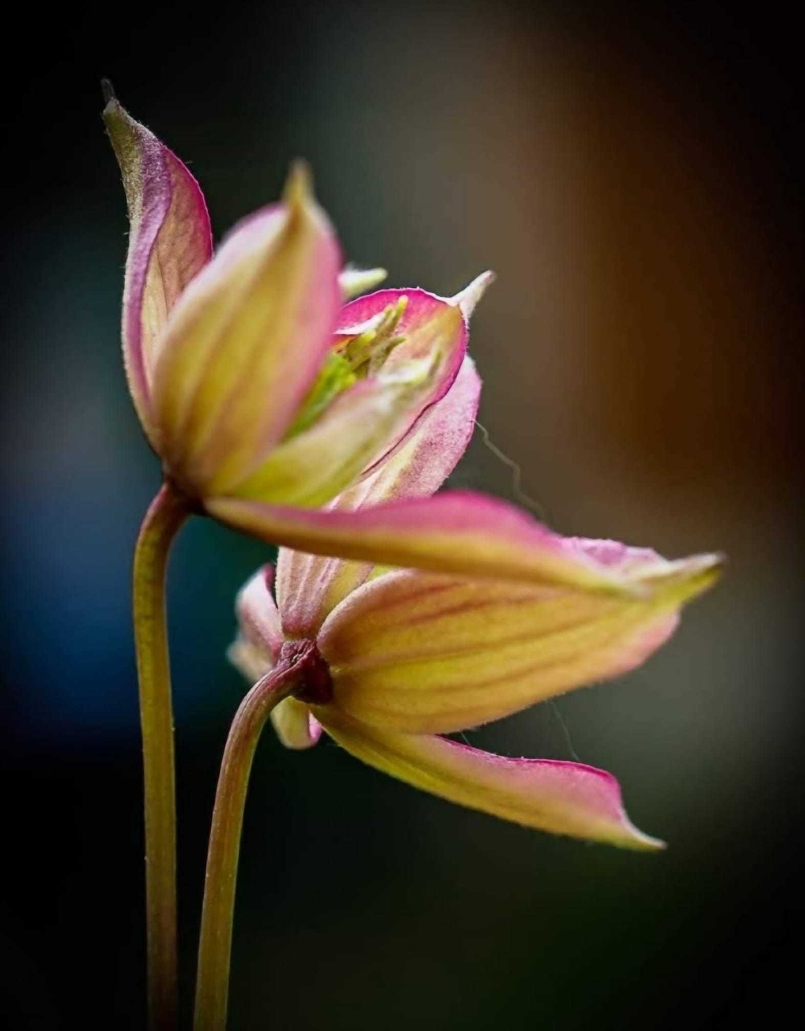 Clematis Montana by Donna Maria Long