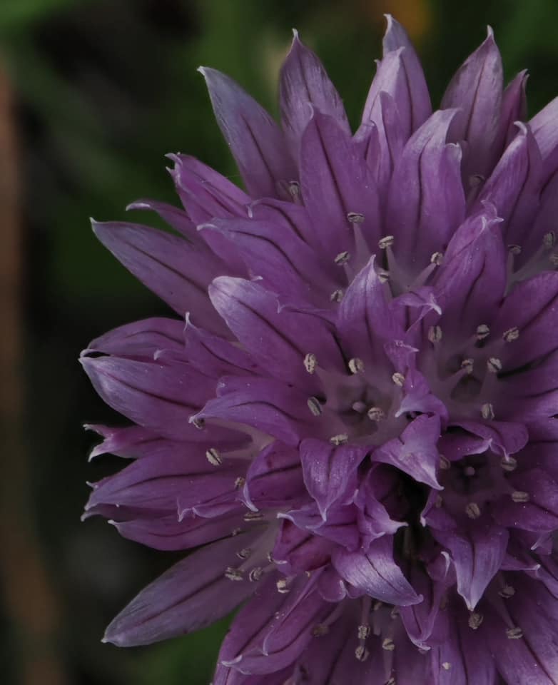 Comberbach blooms by Andrew Pratt