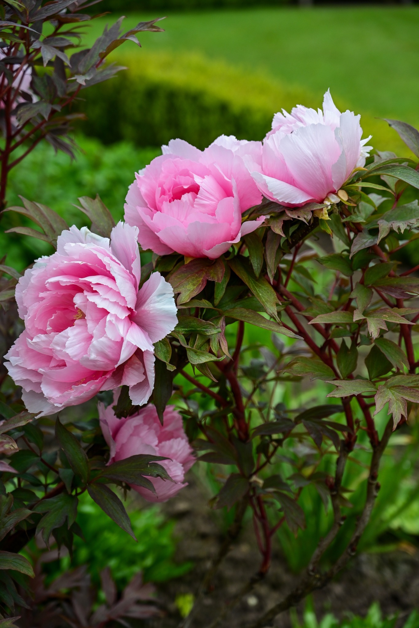 Peonies at Cholmondeley Castle by Lynzi Blake