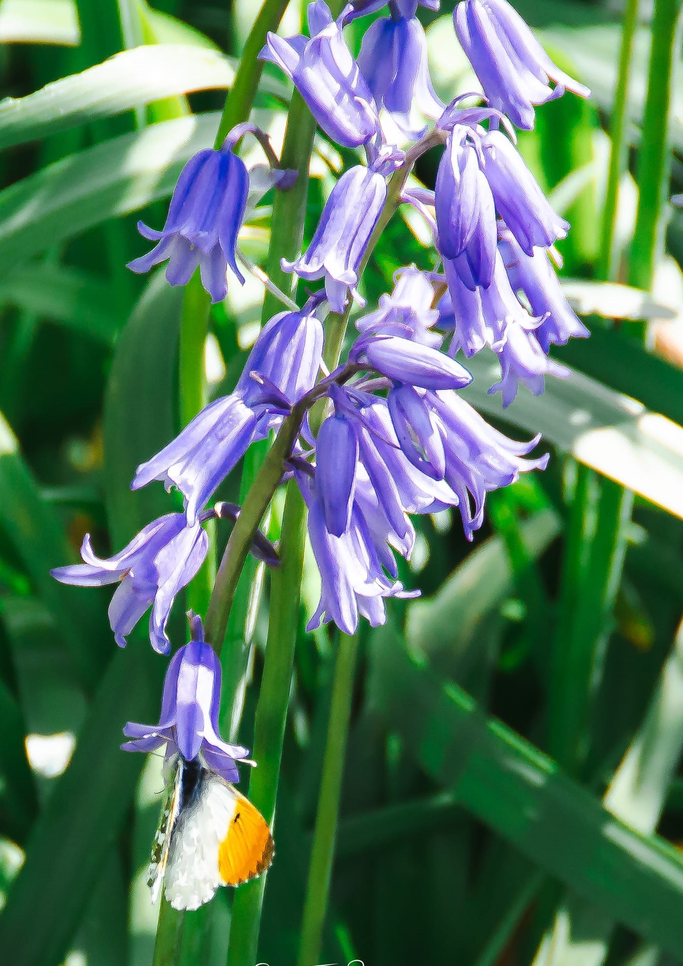 Summer blooms by Stacey Jones