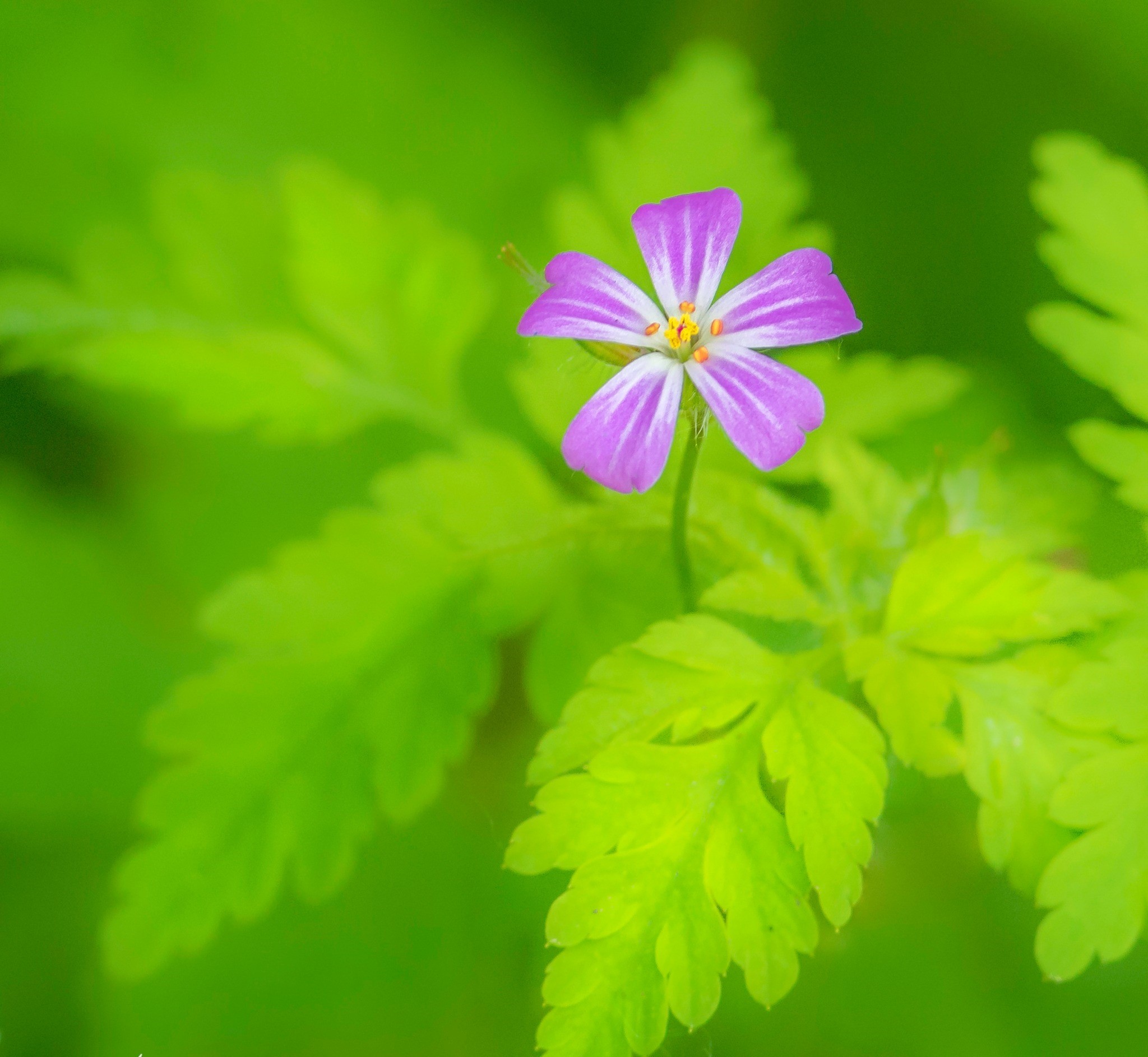 Wildflower in Winsford by Alan Bailey