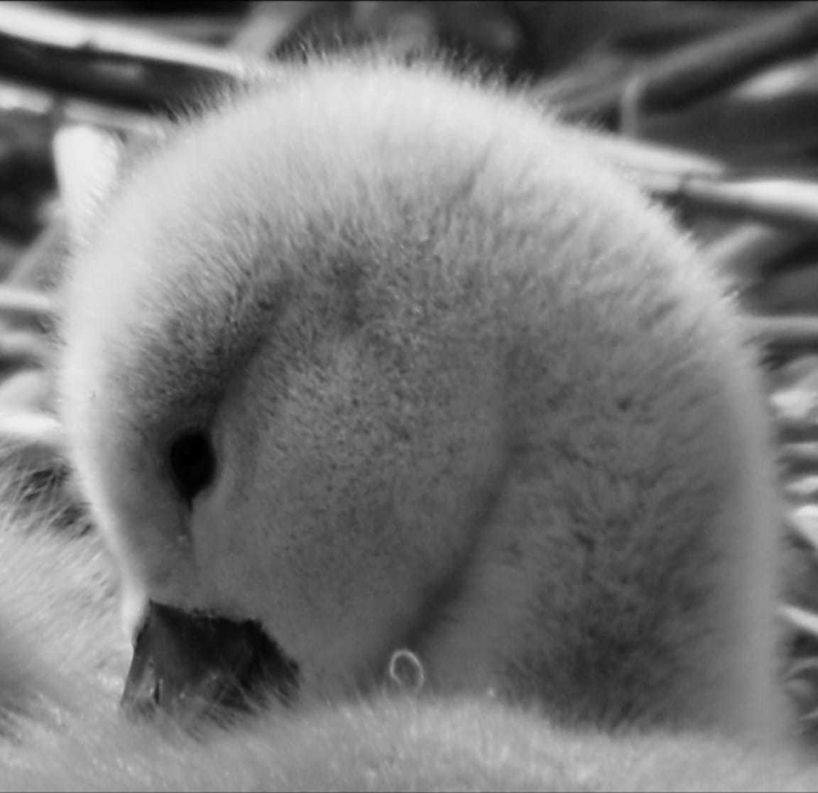 A fluffy cygnet by Lisa Lacking