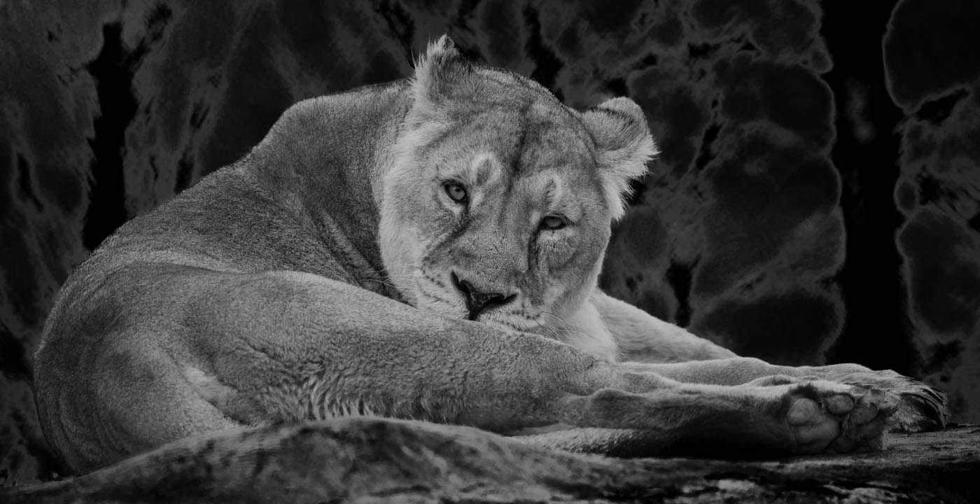 A lioness at Chester Zoo by Karen Swift