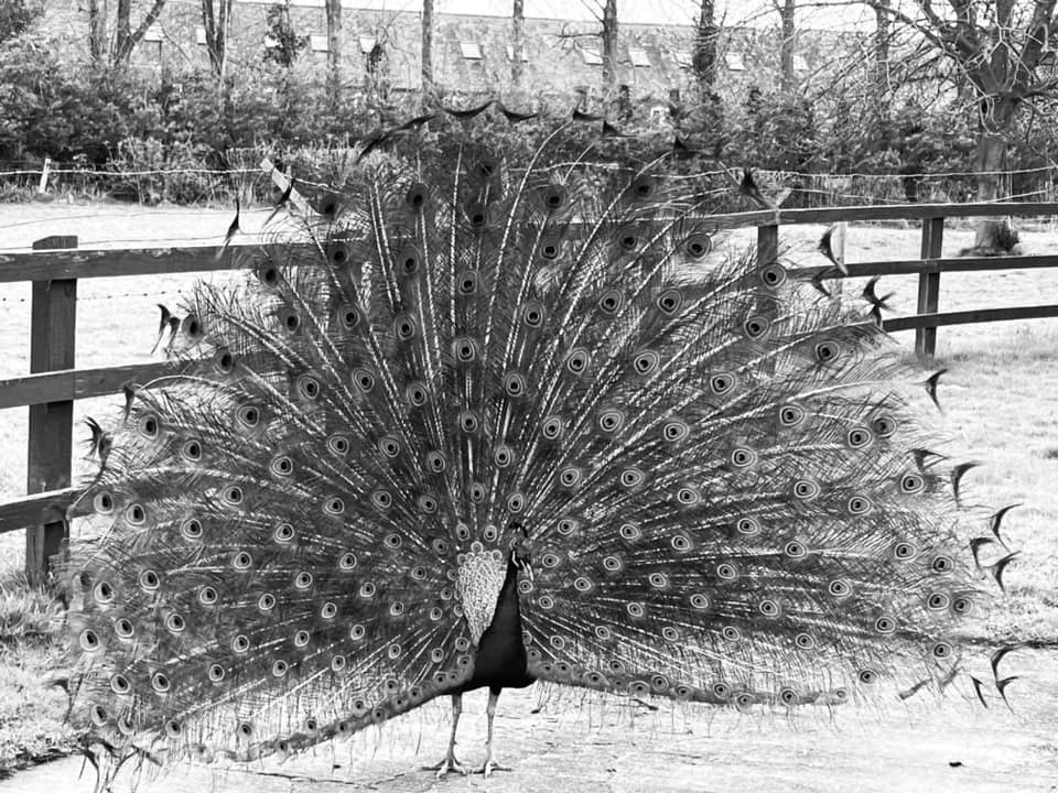 A peacock by Wendy Mahon