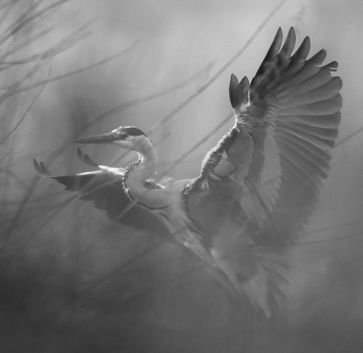 Heron on the Weaver by Alan Bailey