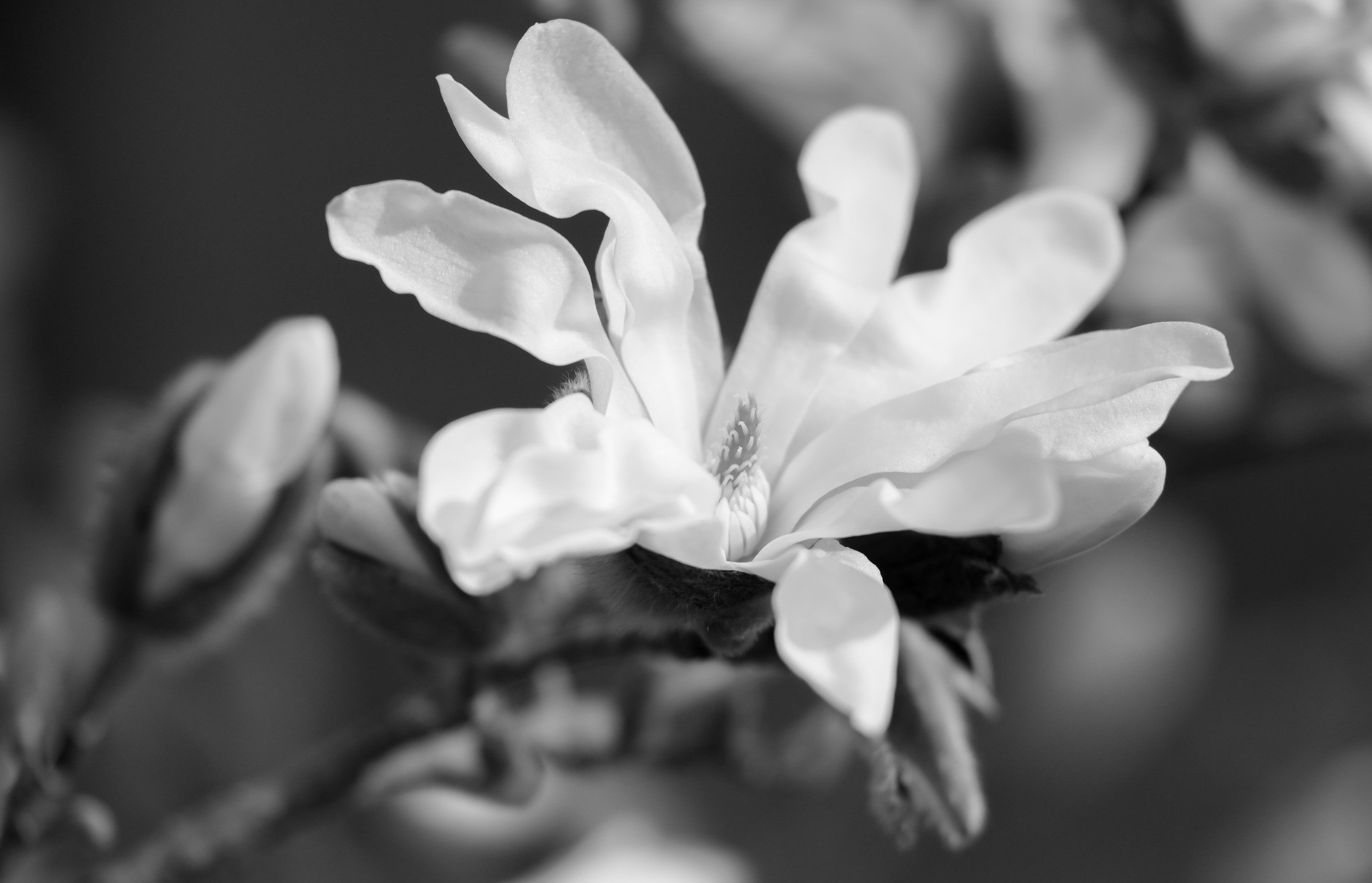 Magnolia Stellata by Lynzi Blake