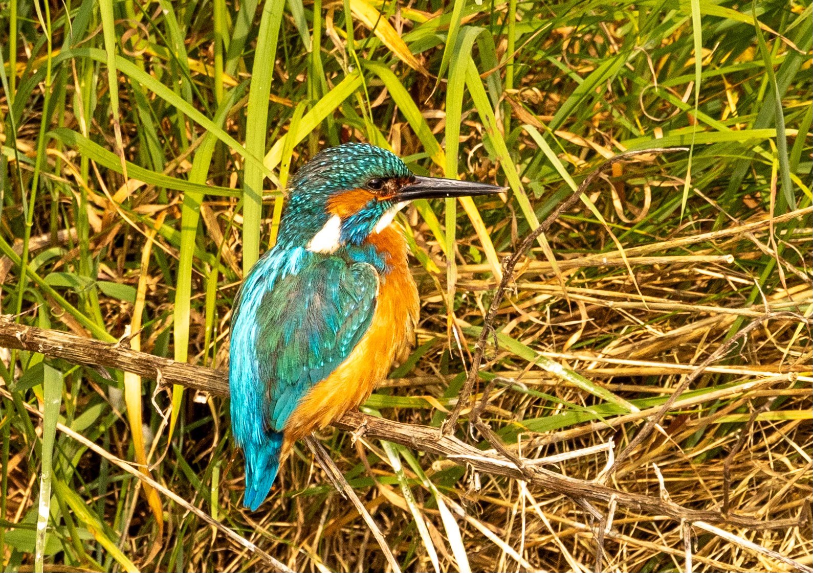 A splash of blue by the river by Heather Wilde