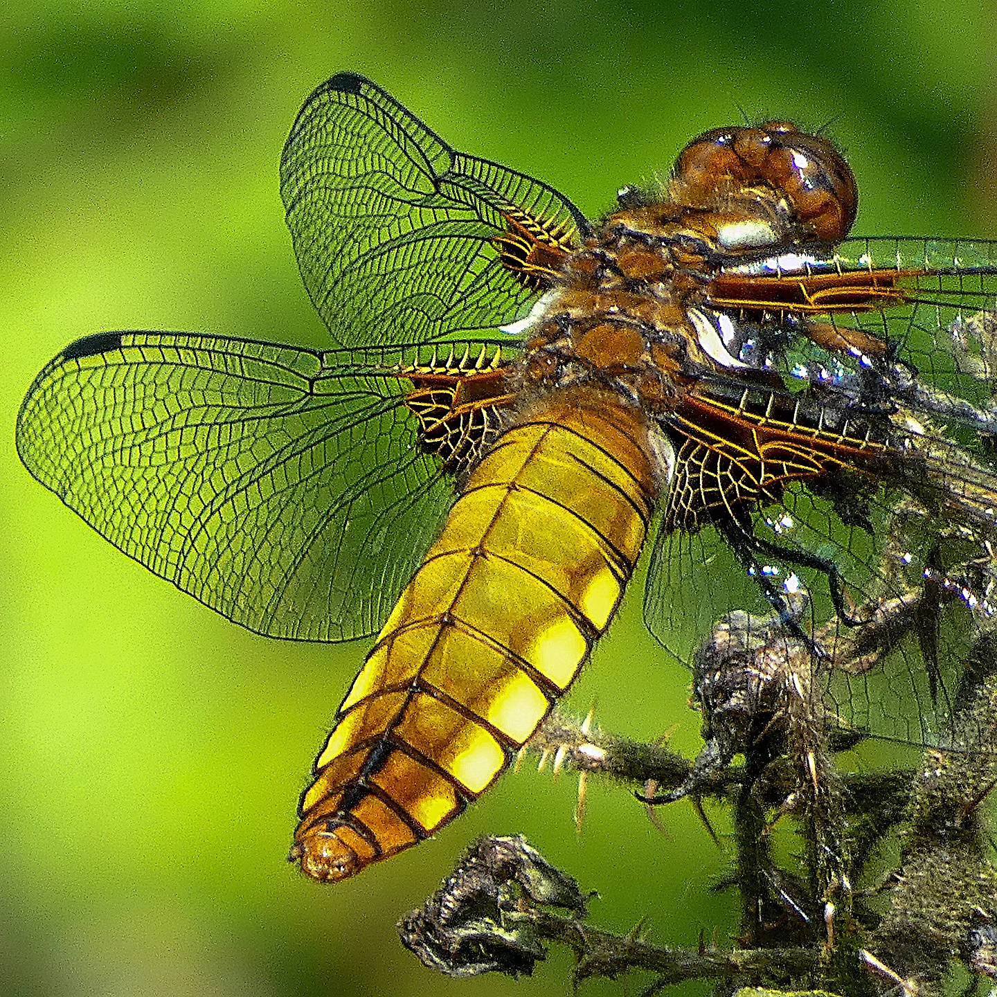 Broad bodied chaser by Gary Moore